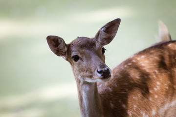 Female Red Deer in the Park
