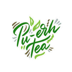 Pu-erh tea hand drawn illustration. Template for card banner and poster for restaurant menu and package. Vector illustration