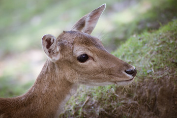 Naklejka na ściany i meble Female Red Deer in the Park