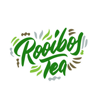 Rooibos tea hand drawn illustration. Template for card banner and poster for restaurant menu and package. Vector illustration