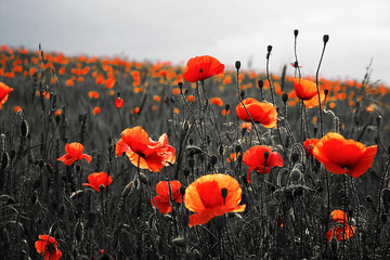 Beautiful poppies on black and white background. Flowers Red poppies blossom on wild field. Beautiful field red poppies with selective focus. Red poppies in soft light