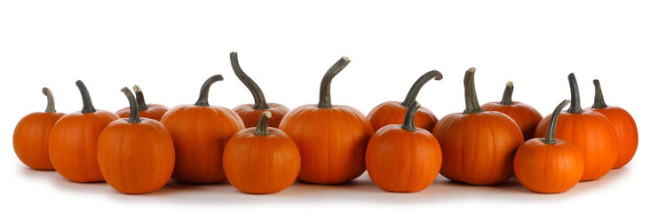 Pumpkins in a row on white background