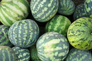 Many ripe striped watermelons in pile on the field. The concept of the harvest
