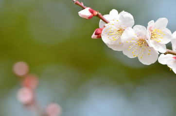 white plum(ume) blossoms in garden