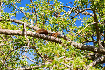 Ardilla en el árbol
