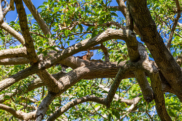 Ardilla en el árbol
