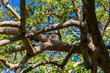 Ardilla en el árbol