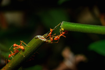 Ant bridge unity on tree branch