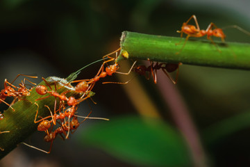 Ant bridge unity on tree branch
