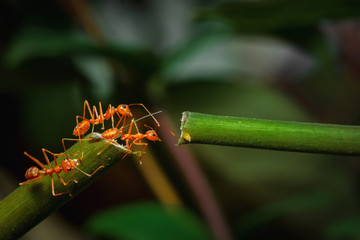 Ant bridge unity on tree branch