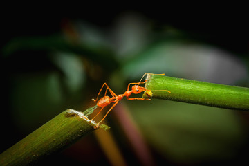 Ant bridge unity on tree branch
