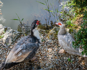 A Pair of Muscovy ducks