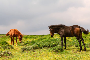 Fototapeta na wymiar Two horses grazing at the alpine meadow on a cloudy background