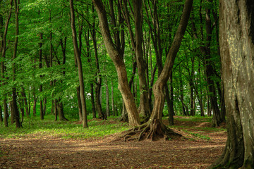 green summer atmospheric forest nature scenery landscape photography with beautiful picturesque tree in center of composition surrounded by small meadow 