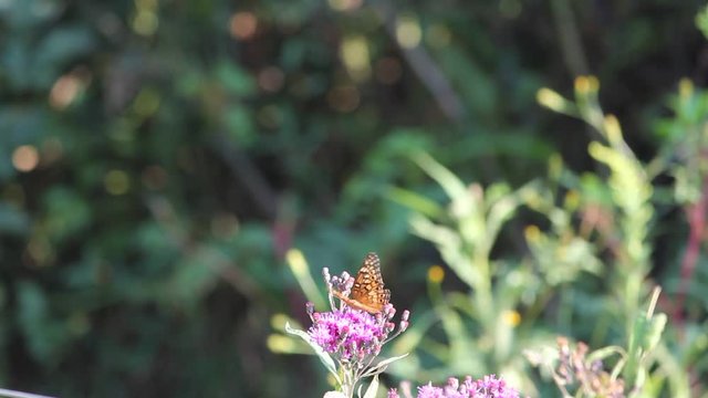 butterfly on flower