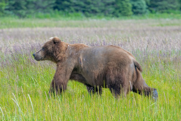 male coastal brown bear (Ursus arctos) in a grass meadow in Lake Clark National Park, Alaska