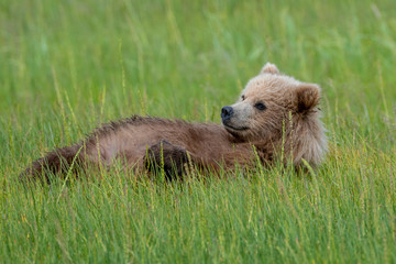 Coastal brown bear cub (Ursus arctos) in grass in a meadow in Lake Clark National Park, Alaska