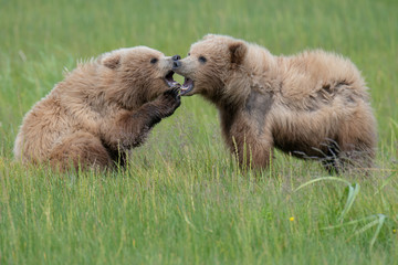 Brown bear cubs (Ursus arctos) fighting in a meadow in Lake Clark National Park, Alaska © Mark Hunter