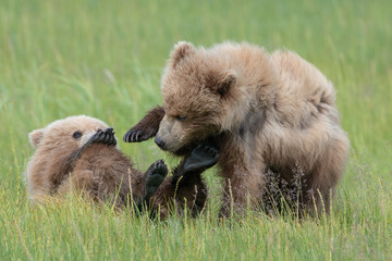 Brown bear cubs (Ursus arctos) fighting in a meadow in Lake Clark National Park, Alaska © Mark Hunter
