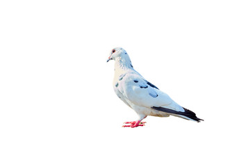 Pigeon close-up on an isolated background
