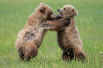 Brown bear cubs (Ursus arctos) fighting in a meadow in Lake Clark National Park, Alaska © Mark Hunter
