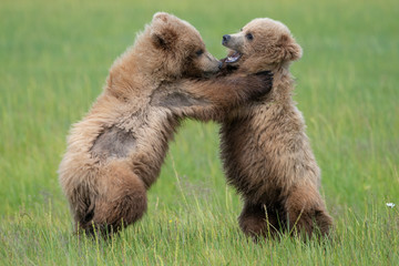 Brown bear cubs (Ursus arctos) fighting in a meadow in Lake Clark National Park, Alaska