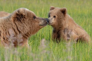 Coastal Brown Bear (Ursus arctos) mother and cub in a meadow in Lake Clark National Park, Alaska