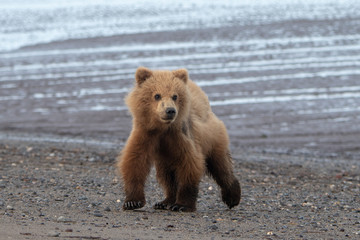 Obraz premium Coastal brown bear cub (Ursus arctos) on a beach in Lake Clark National Park, Alaska