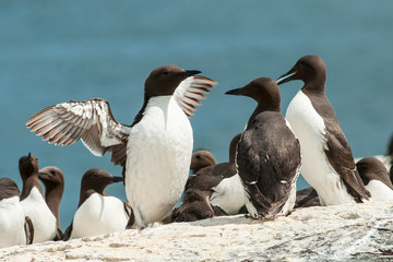 Guillemots © mdalla