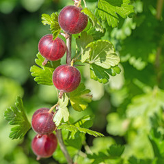Rote Stachelbeeren, Ribes uva-crispa