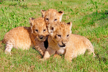 Naklejka na ściany i meble three little lion cubs on green grass