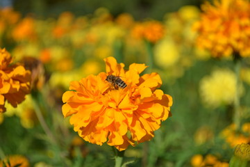 Autumn flowering of a bright tagetes flower