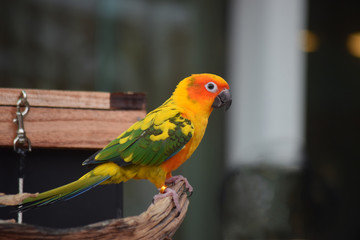  Parrots are beautiful birds and are pets. That are very popular Because he looks cute And easy to raise