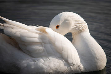 Beautiful wild white swan preening its feathers with its head bent backwards