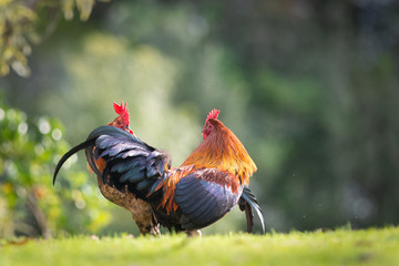 Two wild roosters fighting in the Western Spring park in springtime
