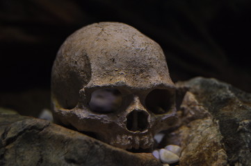 skull on stones