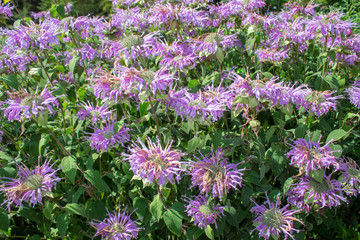 Blooming summer colorful wildflowers in the beautiful corners of the botanical garden in Europe.