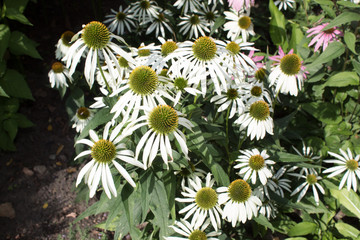  Homeopathy - medicinal blooming Echinacea flowers to enhance immunity close-up in the wild.