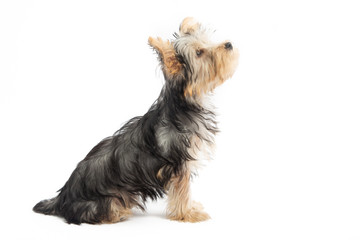 Yorkshire Terrier Puppy Isolated on White Background