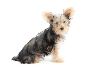 Yorkshire Terrier Puppy Isolated on White Background