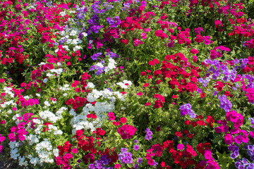 Blooming summer colorful wildflowers in the beautiful corners of the botanical garden in Europe.
