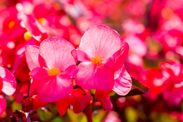 begonia flower closeup