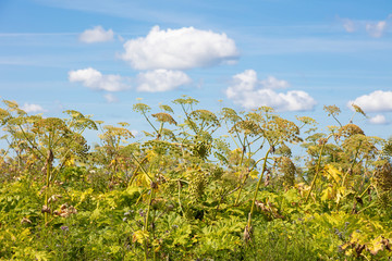 Sosnowsky hogweed