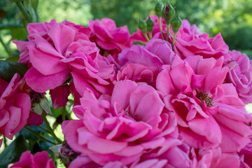 Bright pink blooming tea roses close-up. Wallpaper of roses.