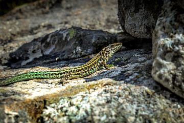 Tyrrhenian Wall Lizard - Corsica - France