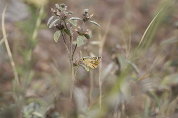 Anatolian hoppy butterfly ; Muschampia proteides
