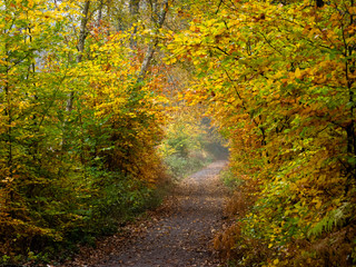 Hohlweg min Herbstwald