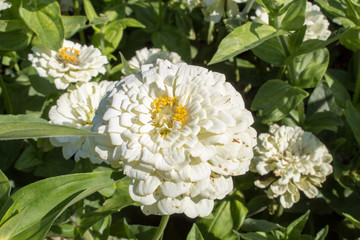  Blooming dahlias closeup - bright autumn flowers. Wallpaper of bright and colorful large flowers.