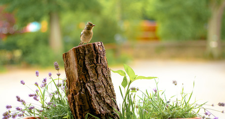 young sparrow on a branch 2
