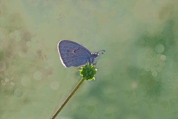 Little harpoon nymph ; Coenonympha pamphilus